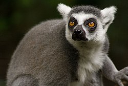 lemur.jpg, 11kB